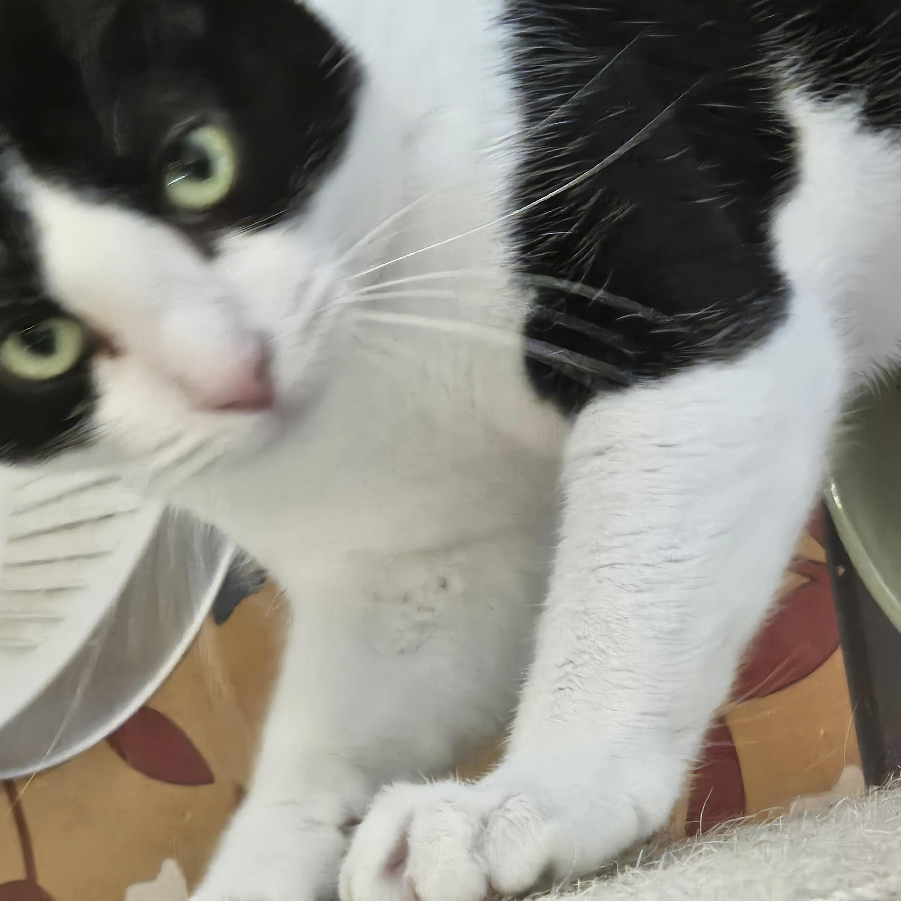 Caoimhe, Adoptable, Adult Female Domestic Short Hair.