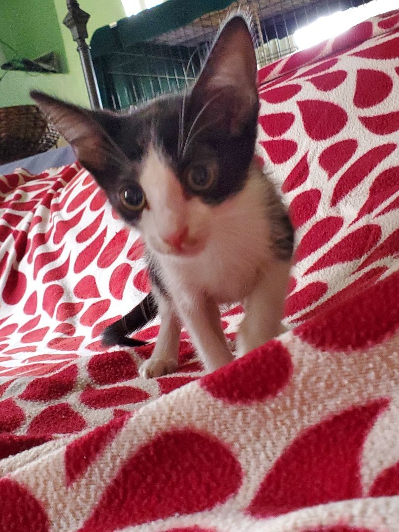 Caoimhe, a Adoptable mixed breed in Pasadena, CA image 2/4