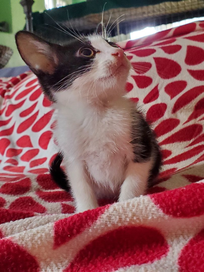 Caoimhe, a Adoptable mixed breed in Pasadena, CA image 3/4