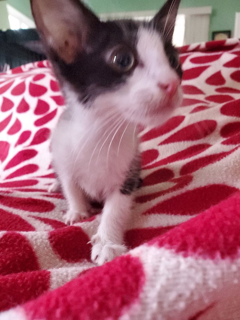 Caoimhe, a Adoptable mixed breed in Pasadena, CA image 4/4