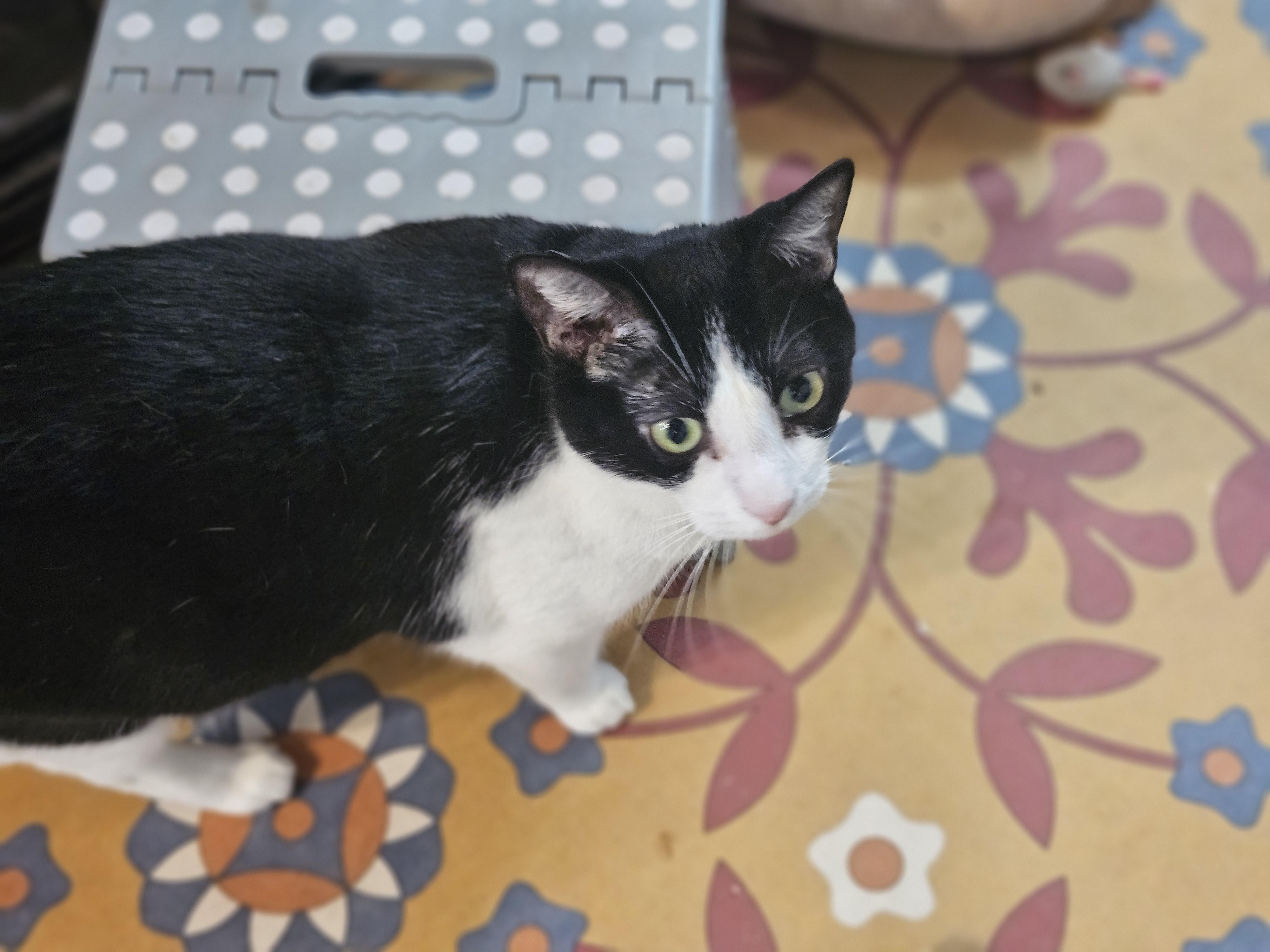 Caoimhe, a Adoptable mixed breed in Pasadena, CA image 3/4