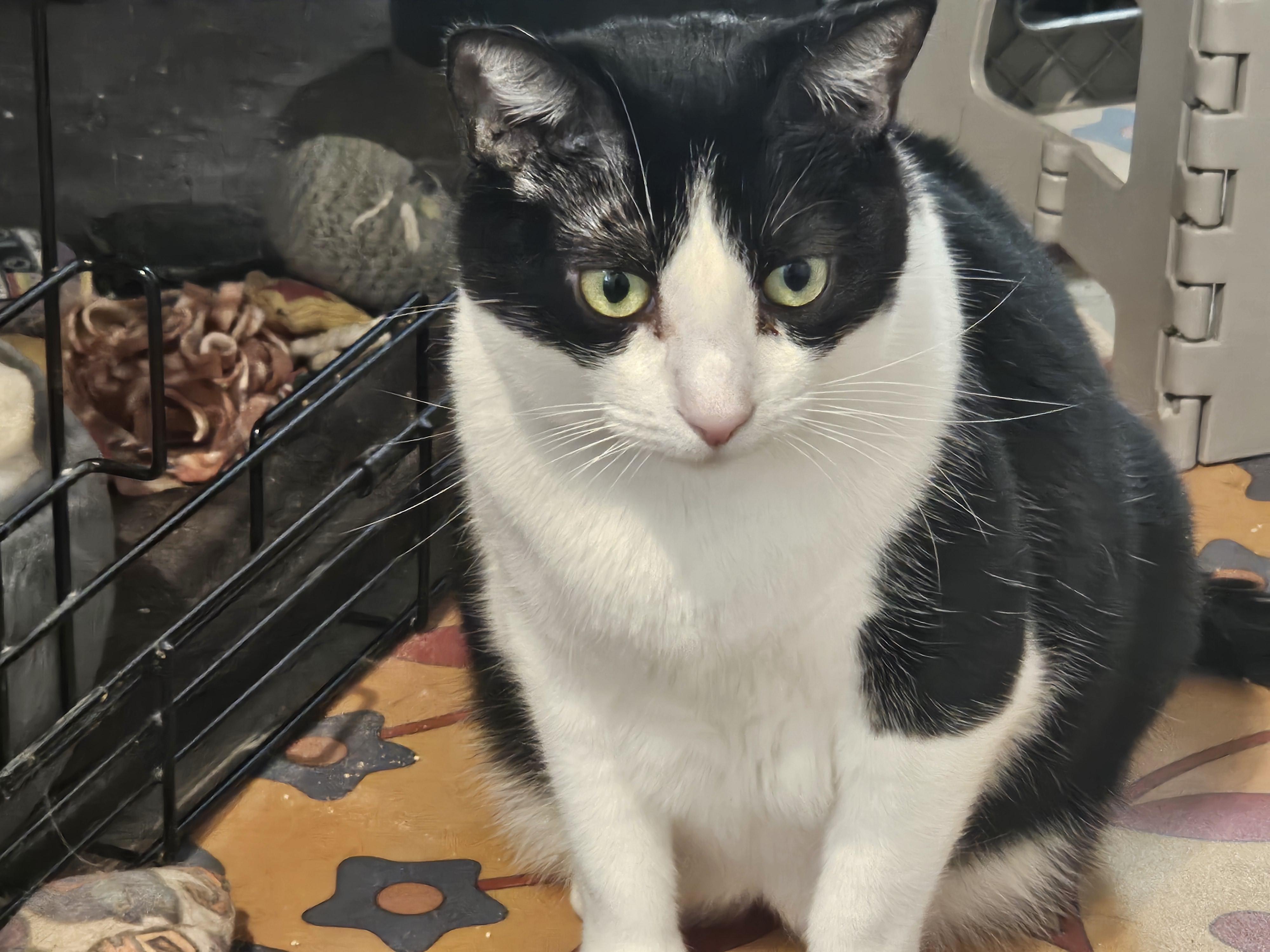 Caoimhe, a Adoptable mixed breed in Pasadena, CA image 4/4