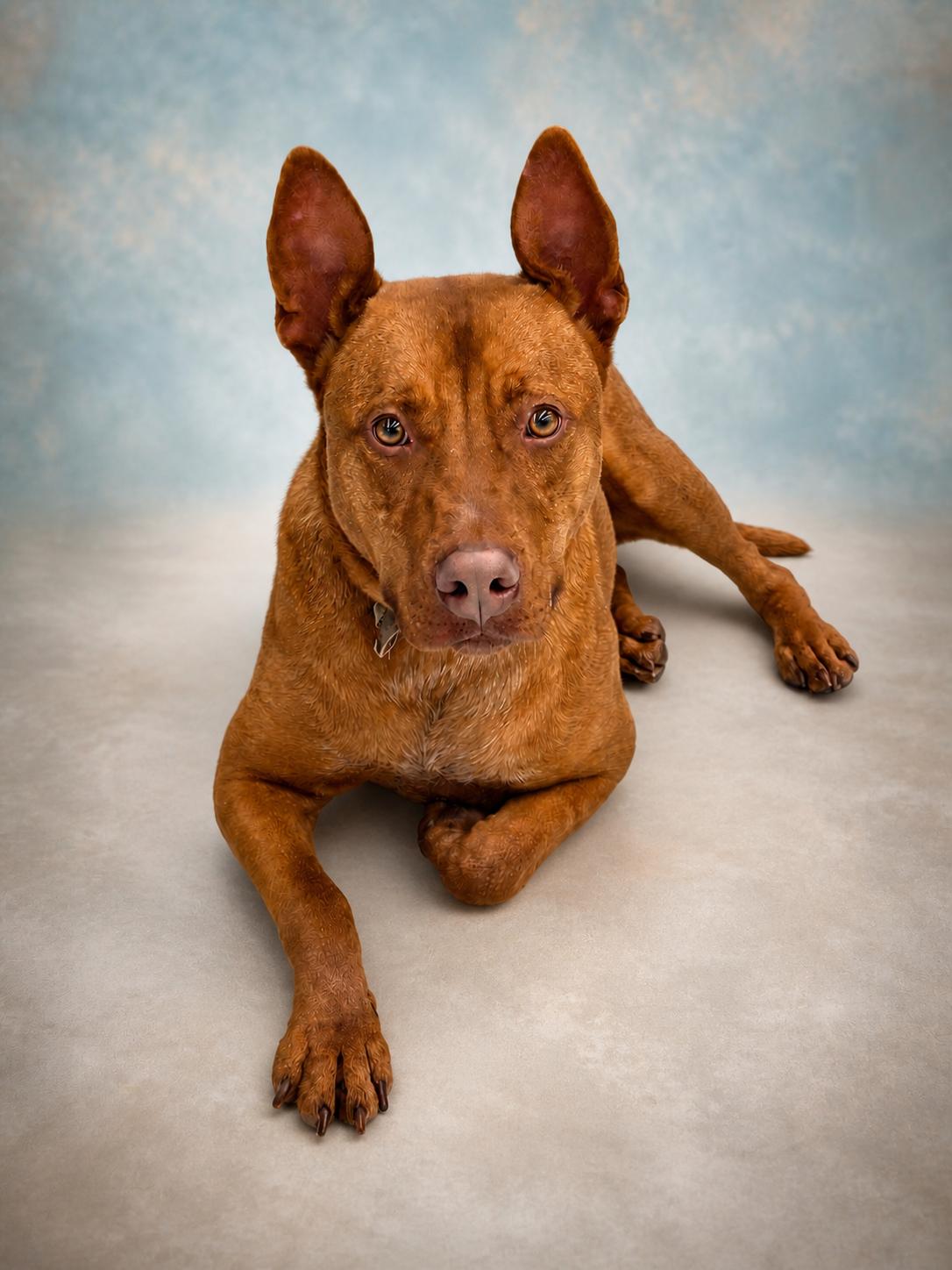 Enlarge Rowan, a Adoptable mixed breed in Nashville, TN image 1/3