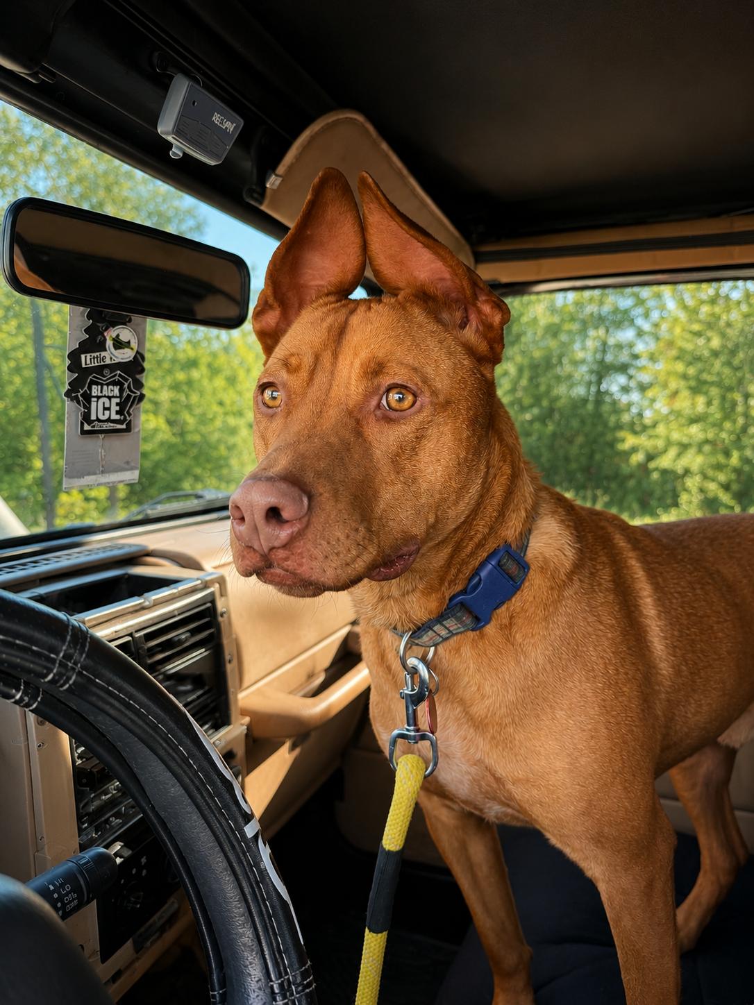 Enlarge Rowan, a Adoptable mixed breed in Nashville, TN image 2/3