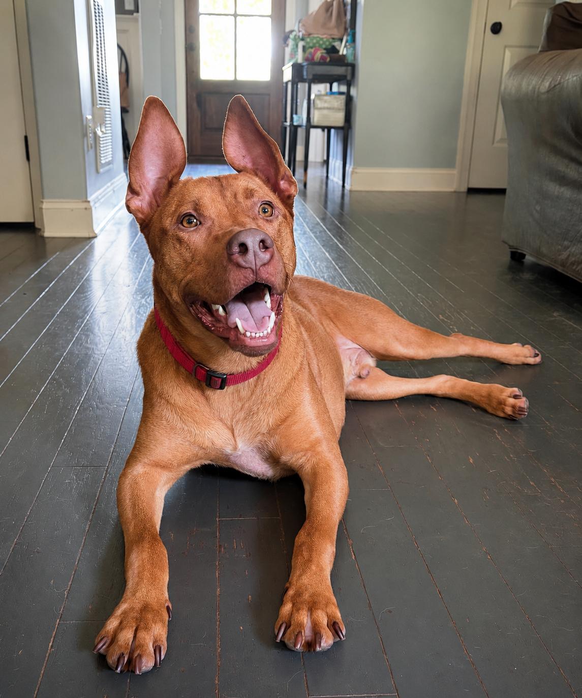 Rowan, Adoptable, Adult Male Pit Bull Terrier.