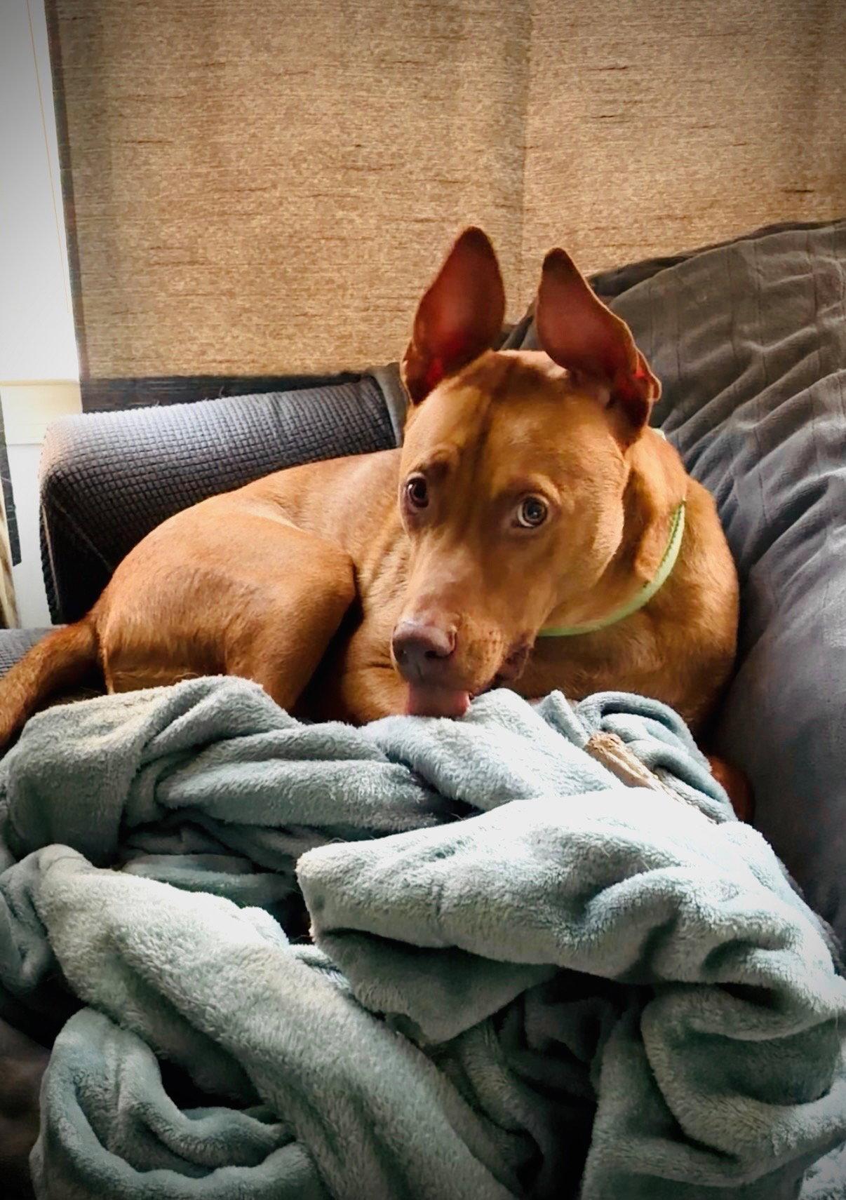 Rowan, a Adoptable Pit Bull Terrier in Nashville, TN image 1/3