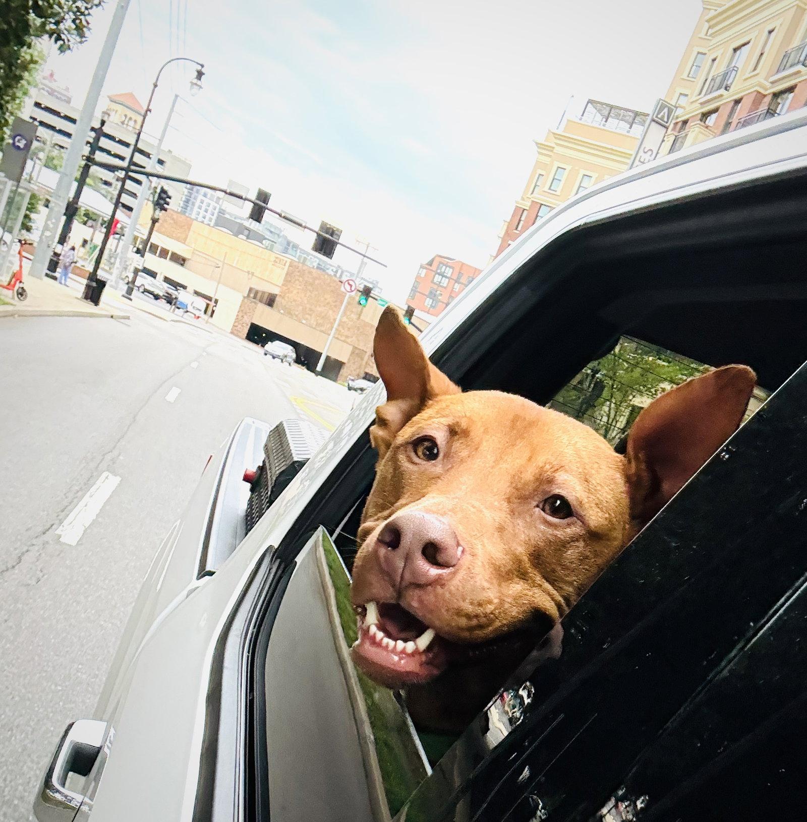 Rowan, a Adoptable Pit Bull Terrier in Nashville, TN image 2/3