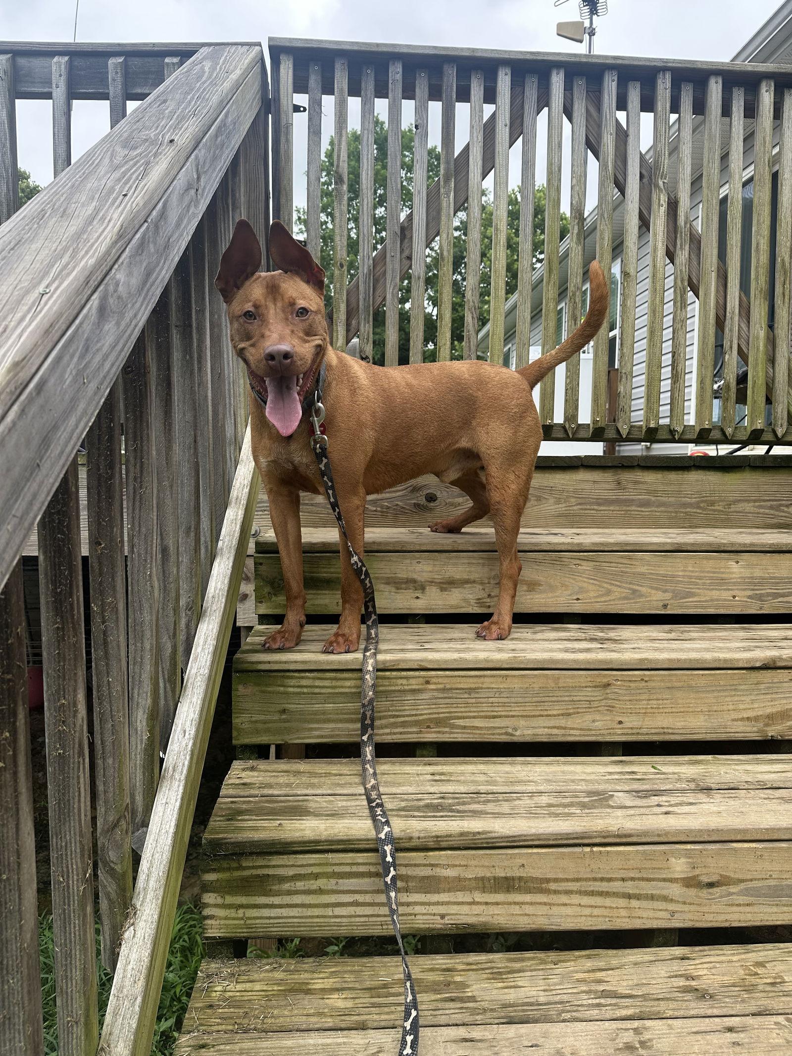 Rowan, Adoptable, Puppy Male Australian Cattle Dog / Blue Heeler & Pit Bull Terrier.