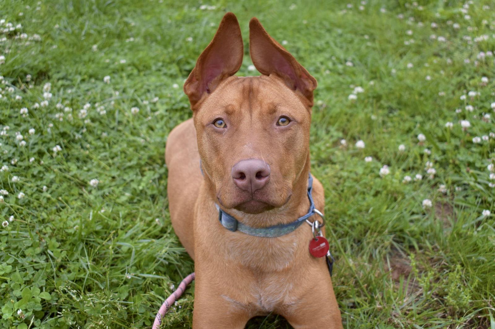 Rowan, a Adoptable mixed breed in Nashville, TN image 2/3