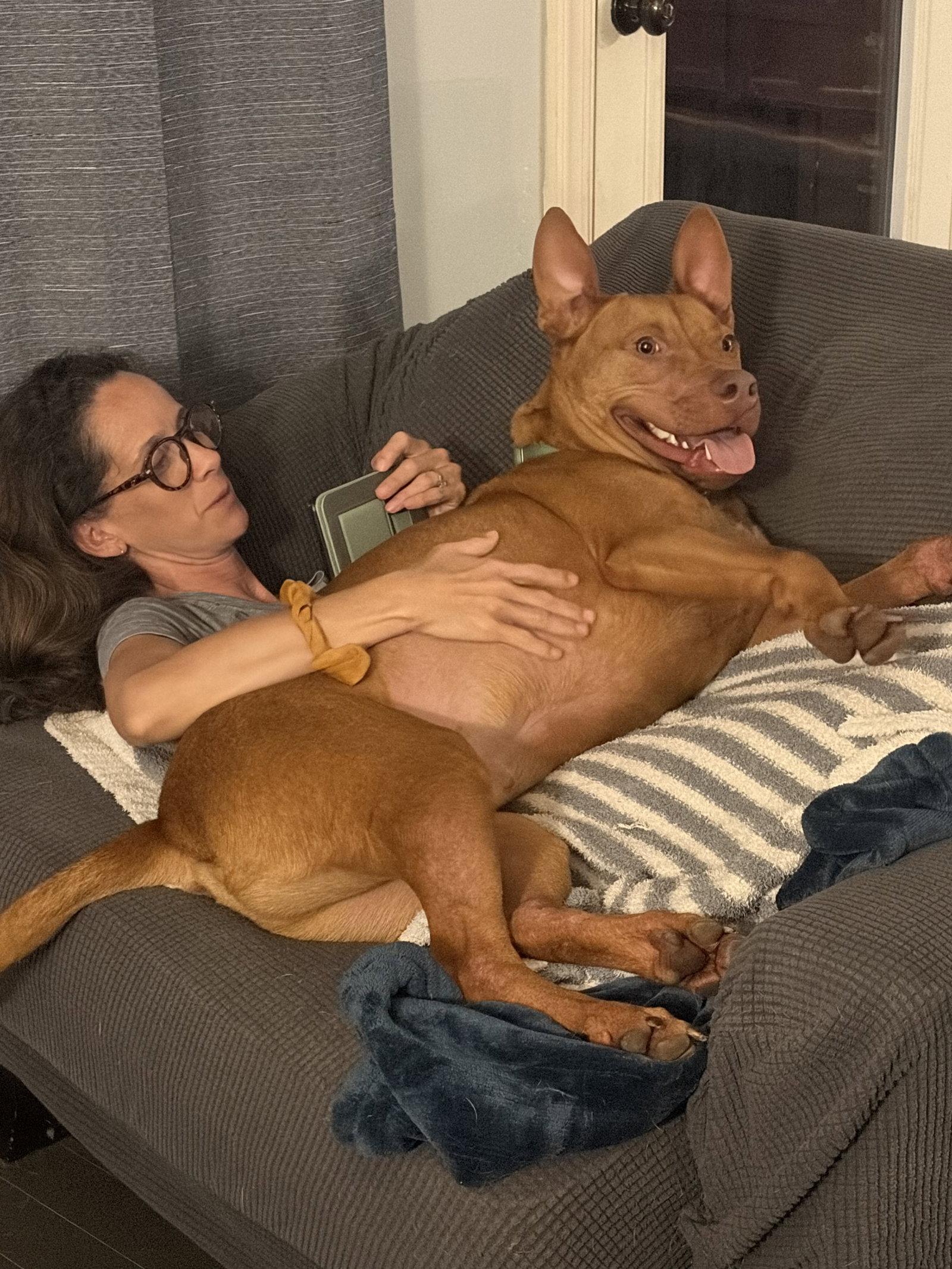 Rowan, a Adoptable Pit Bull Terrier in Nashville, TN image 3/3