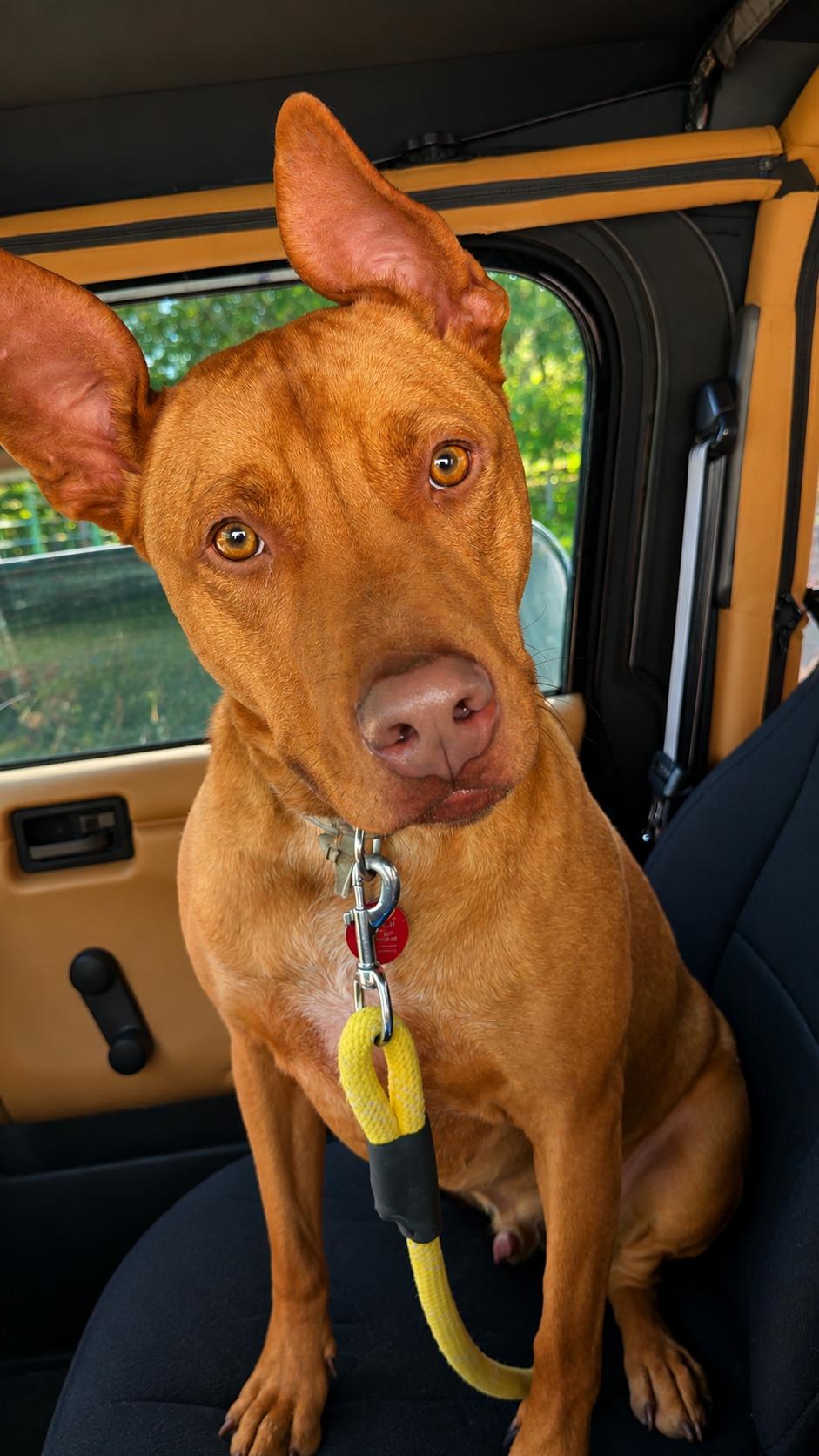 Enlarge Rowan, a Adoptable mixed breed in Nashville, TN image 3/3