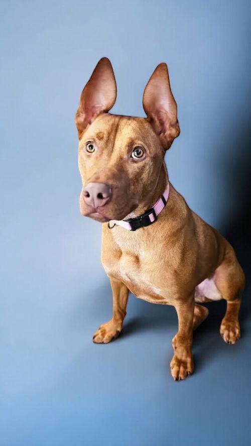 Rowan, a Adoptable mixed breed in Nashville, TN image 3/3