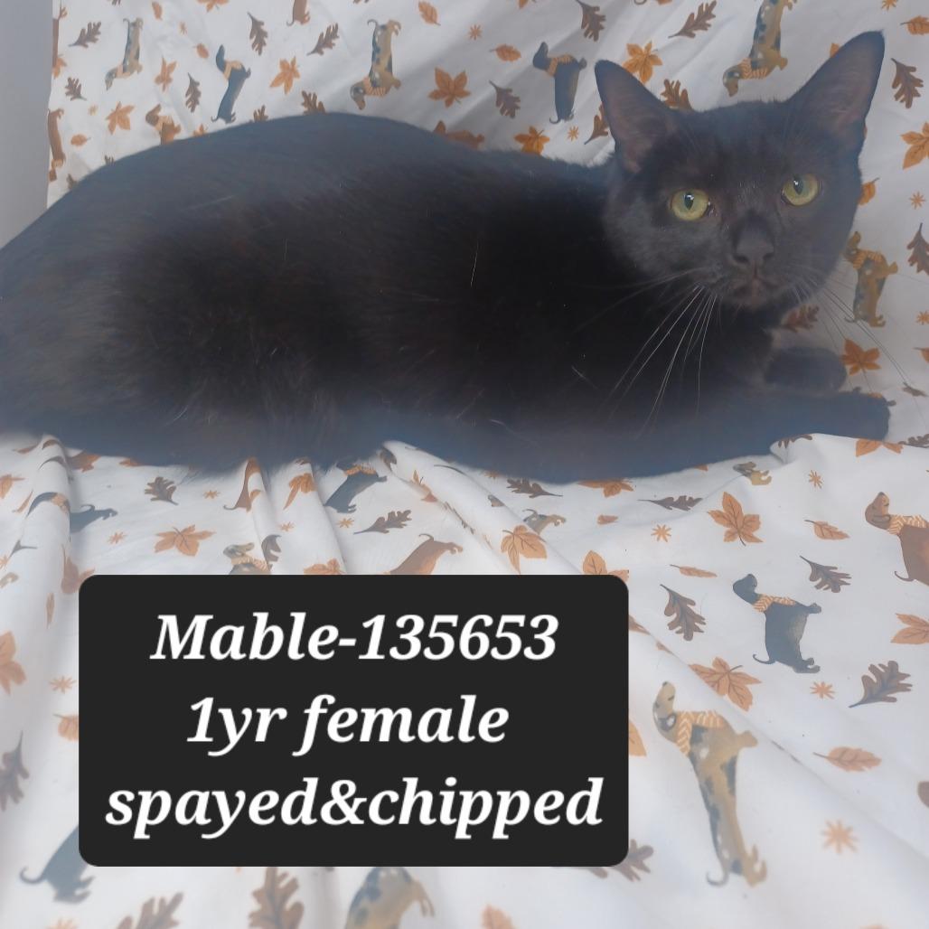Mable, Adoptable, Young Female Domestic Short Hair.