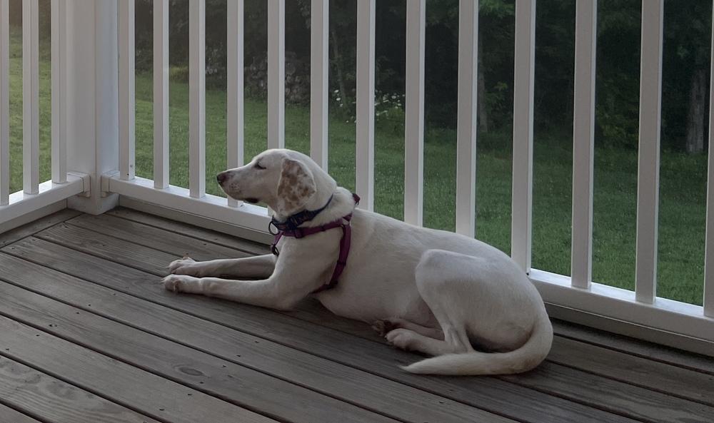 Enlarge Summer, a Adoptable mixed breed in Louisa, VA image 4/6