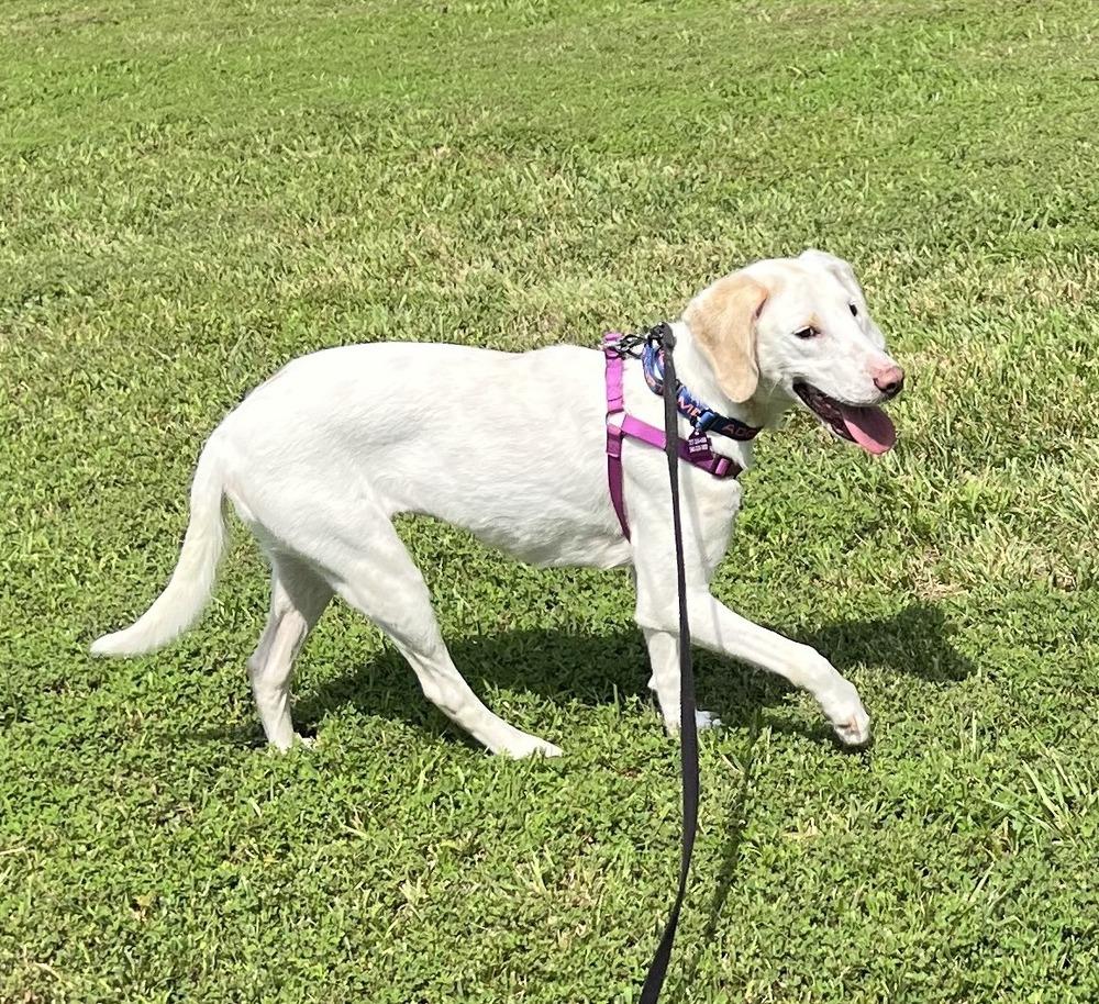Enlarge Summer, a Adoptable mixed breed in Louisa, VA image 5/6