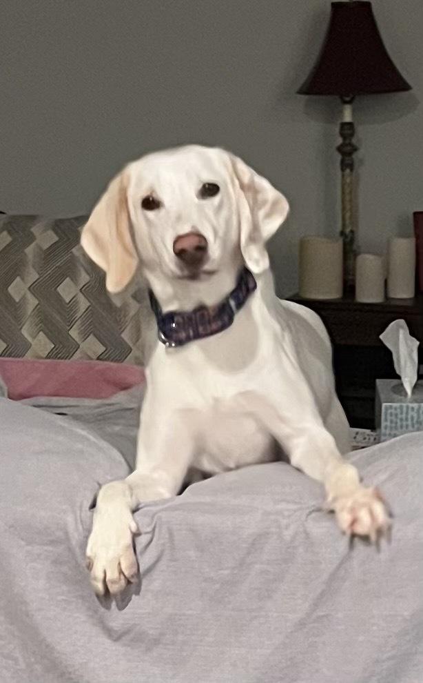 Enlarge Summer, a Adoptable mixed breed in Louisa, VA image 6/6