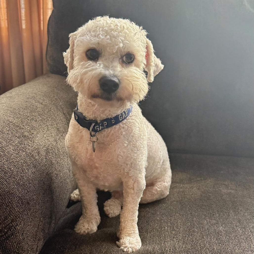 Nacho, Adoptable, Adult Male Poodle.