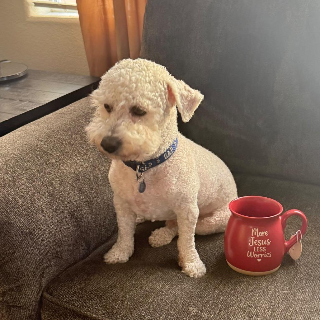 Enlarge Nacho, a Adoptable Poodle in Las Vegas, NV image 2/4