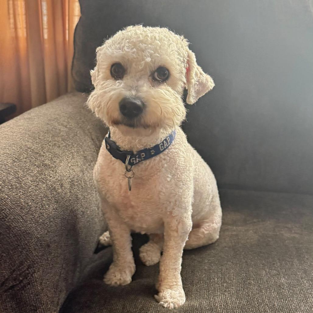 Enlarge Nacho, a Adoptable Poodle in Las Vegas, NV image 3/4