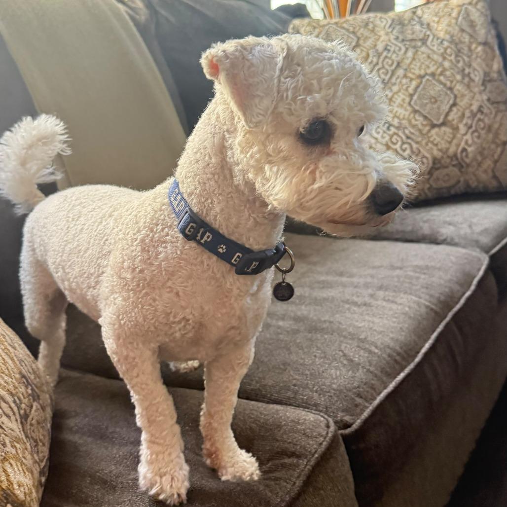 Enlarge Nacho, a Adoptable Poodle in Las Vegas, NV image 4/4
