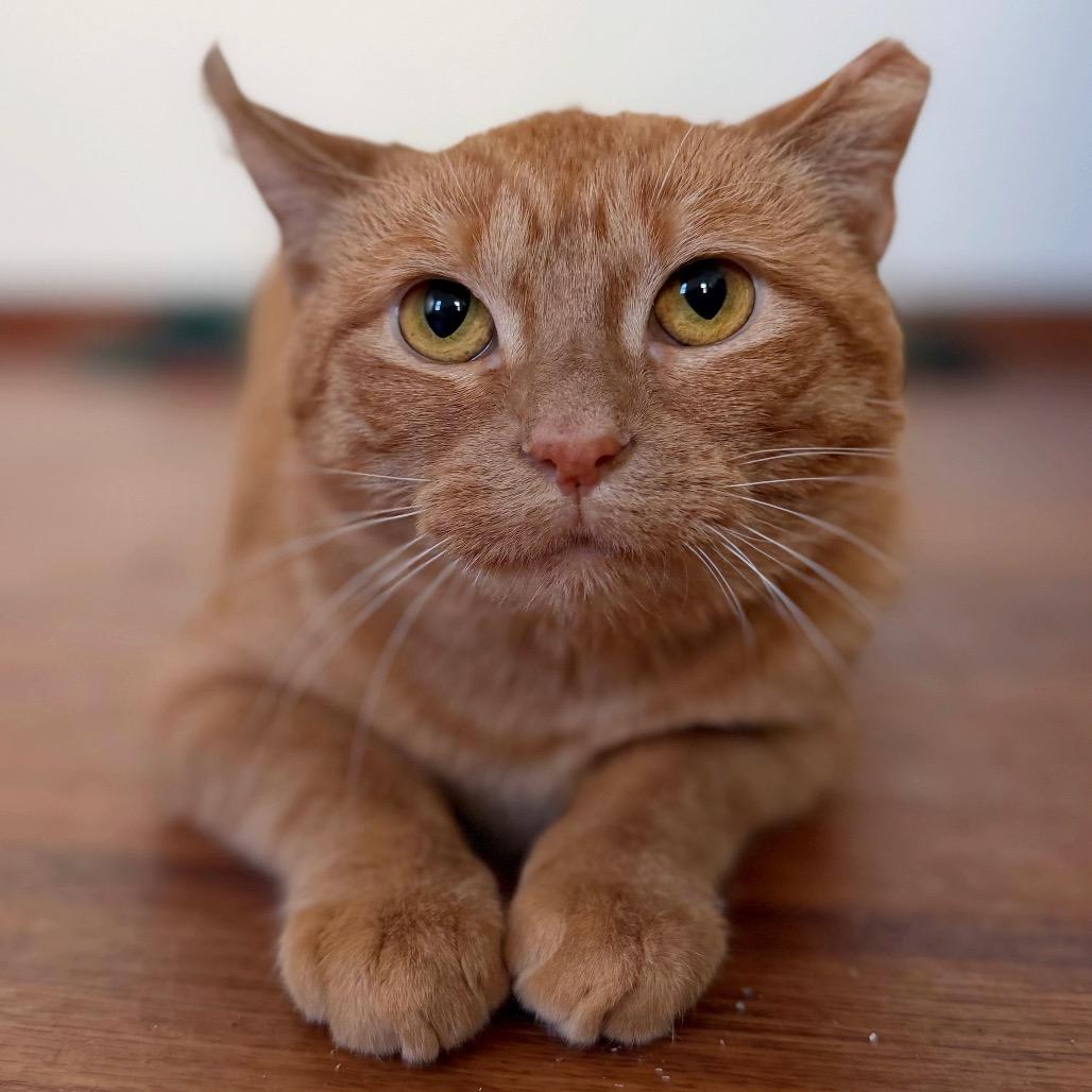 Marmalade, Adoptable, Adult Female Domestic Short Hair.
