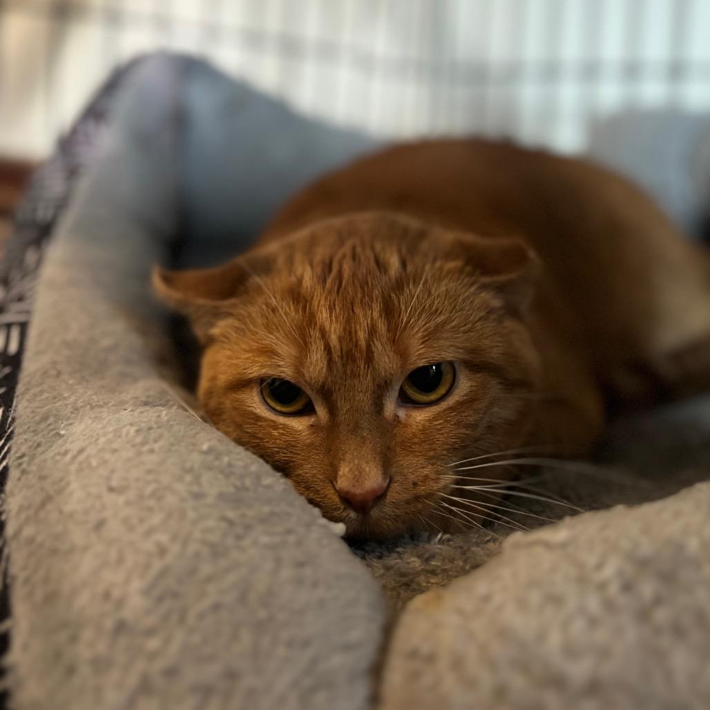 Enlarge Marmalade, a Adoptable Domestic Short Hair in Milwaukee, WI image 2/4