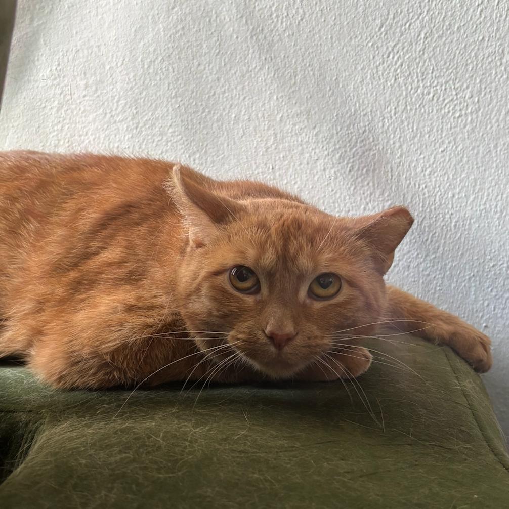Enlarge Marmalade, a Adoptable Domestic Short Hair in Milwaukee, WI image 3/4