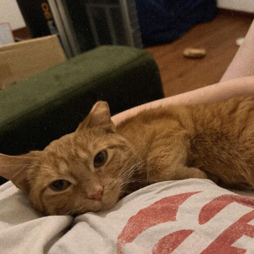 Enlarge Marmalade, a Adoptable Domestic Short Hair in Milwaukee, WI image 4/4