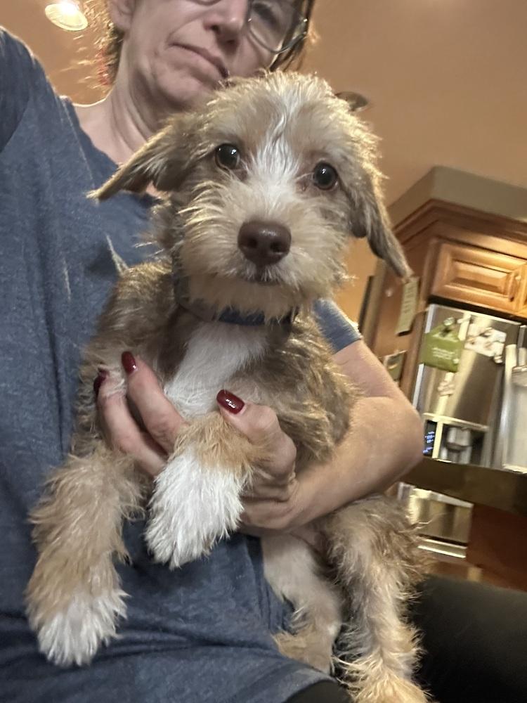 Ducky, Adoptable, Puppy Female Yorkshire Terrier & Schnauzer.