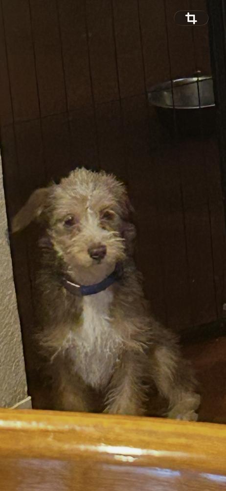 Ducky, a Adoptable mixed breed in San Diego, CA image 2/2