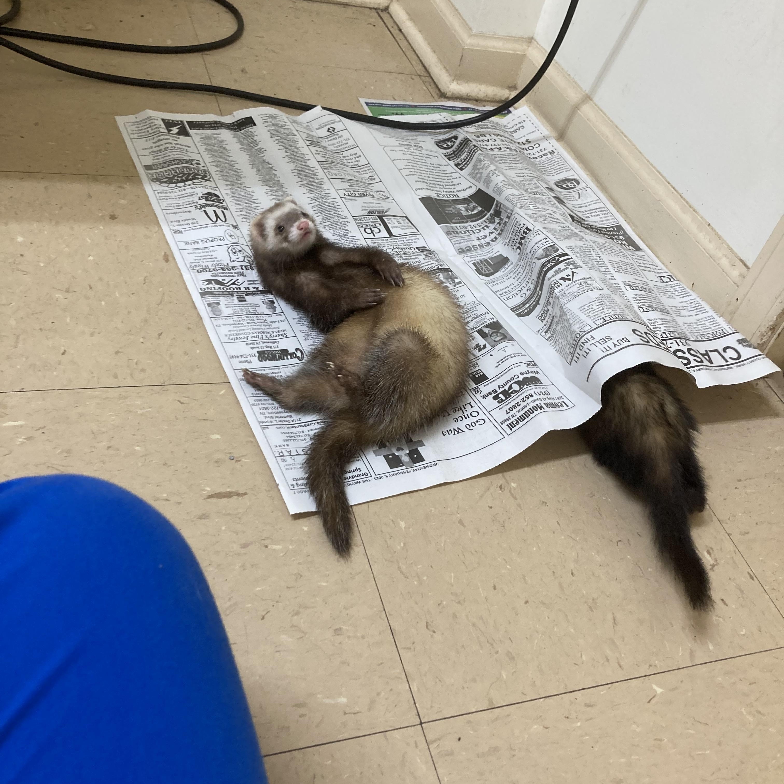 Riley & Nova, adopted, Adult Female Ferret.