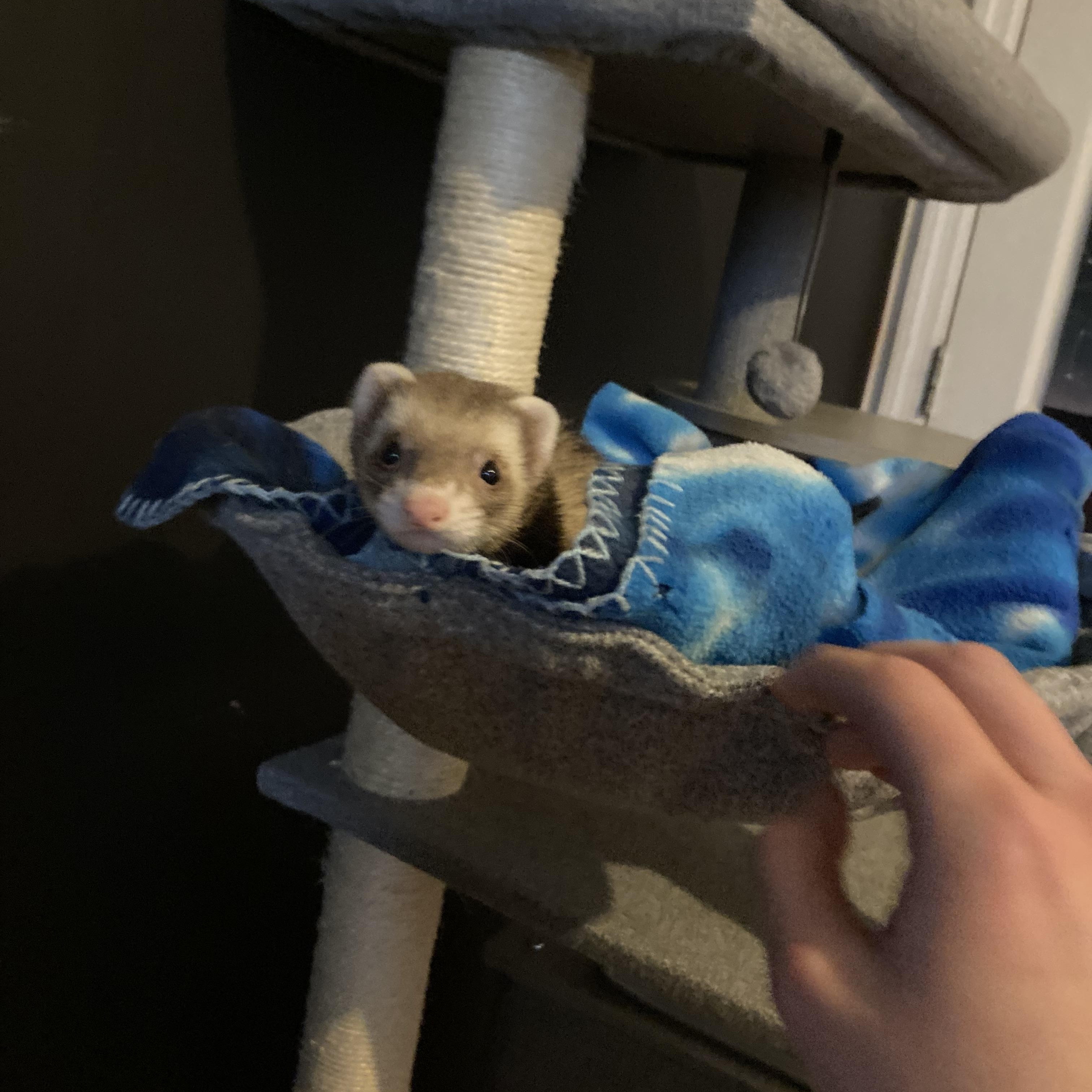 Riley & Nova, an adopted Ferret in Waynesboro, TN image 2/4