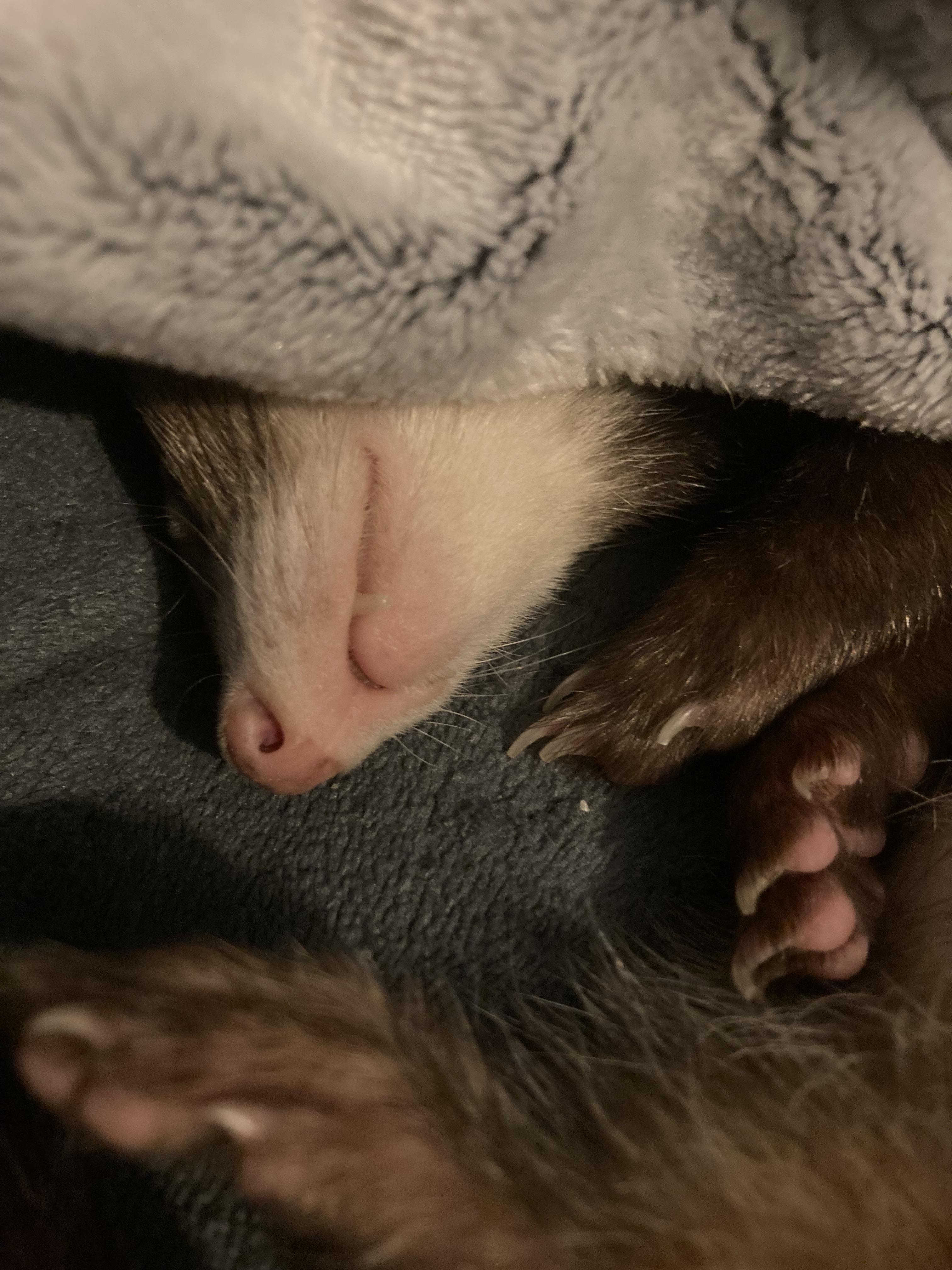 Riley & Nova, an adopted Ferret in Waynesboro, TN image 3/4