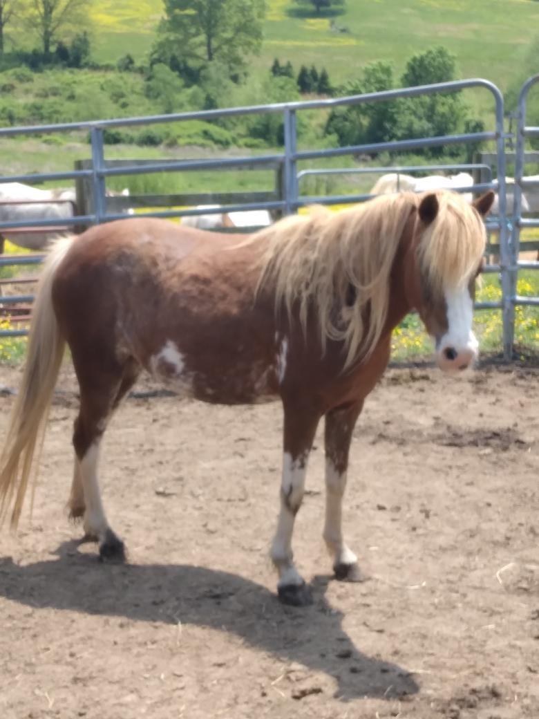 Enlarge Praying Mantis, a Adoptable mixed breed in Leitchfield , KY image 1/8