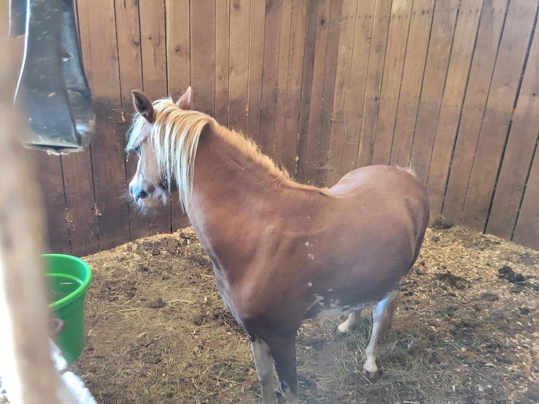 Enlarge Praying Mantis, a Adoptable mixed breed in Leitchfield , KY image 4/8
