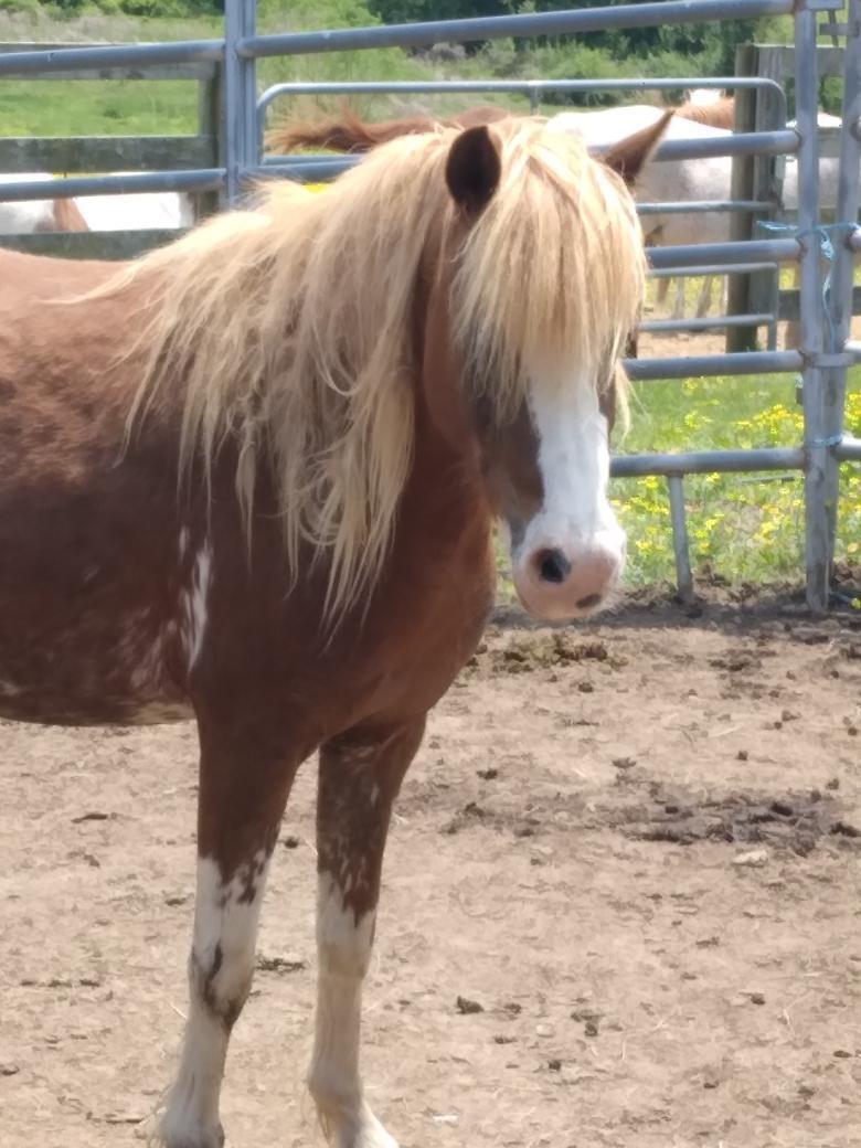 Enlarge Praying Mantis, a Adoptable mixed breed in Leitchfield , KY image 5/8