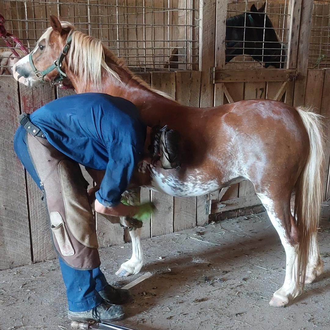 Enlarge Praying Mantis, a Adoptable mixed breed in Leitchfield , KY image 6/8