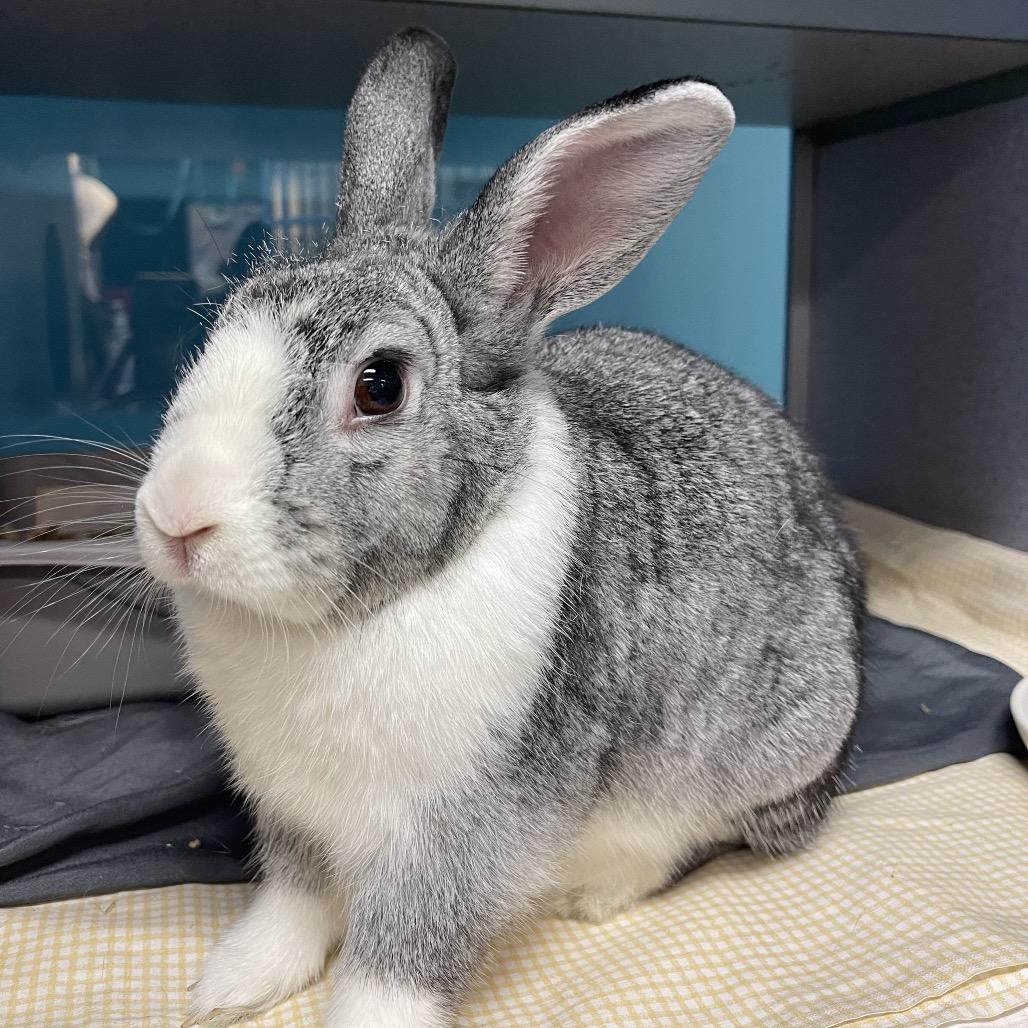 Trexler, a Adoptable Netherland Dwarf in Quakertown, PA image 1/6