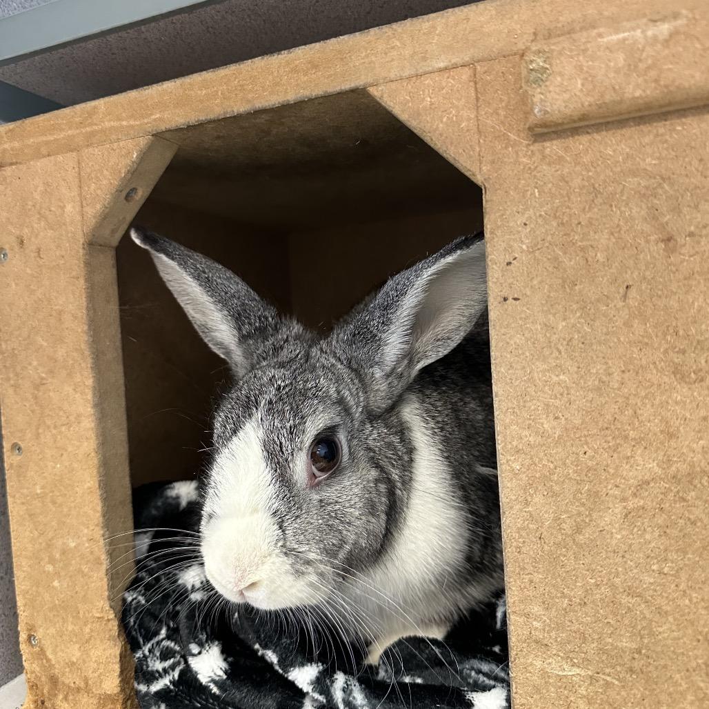 Trexler, a Adoptable Netherland Dwarf in Quakertown, PA image 2/6