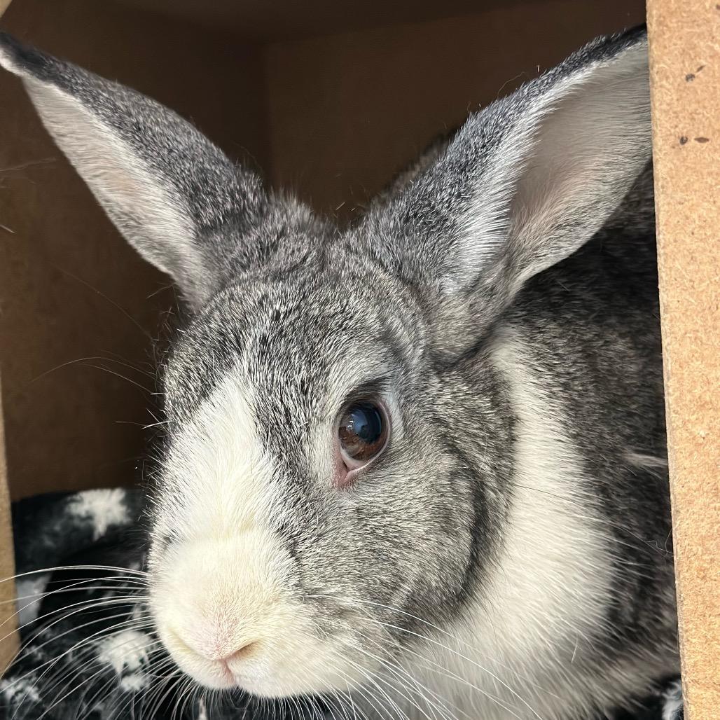 Trexler, a Adoptable Netherland Dwarf in Quakertown, PA image 3/6