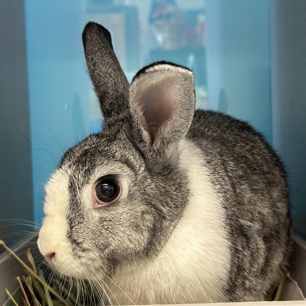 Trexler, a Adoptable Netherland Dwarf in Quakertown, PA image 4/6