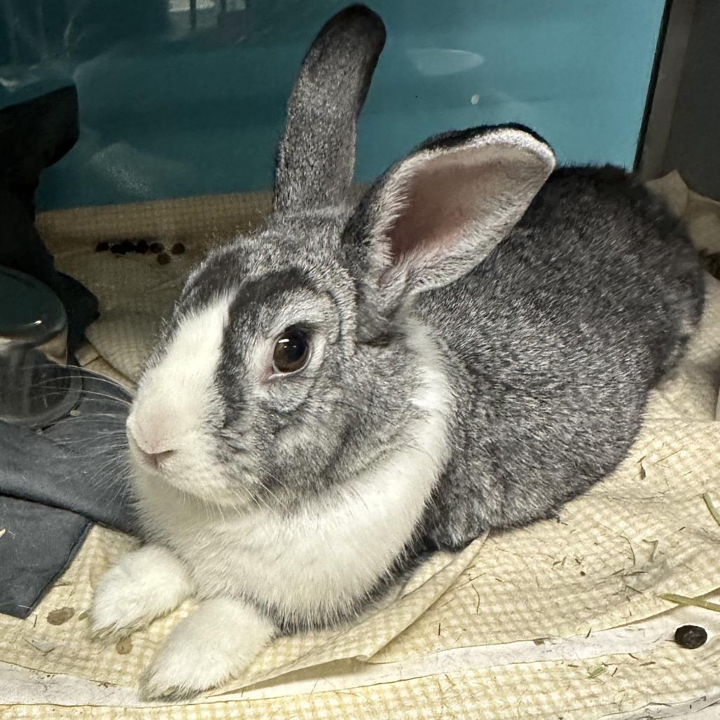 Trexler, a Adoptable Netherland Dwarf in Quakertown, PA image 6/6