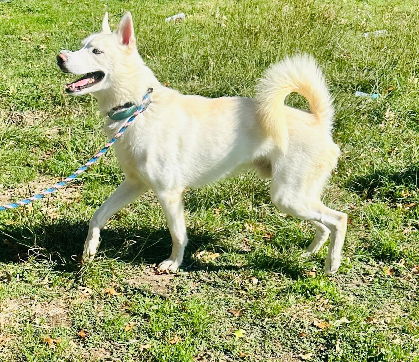 Gronk, a Adoptable Siberian Husky image 5/6