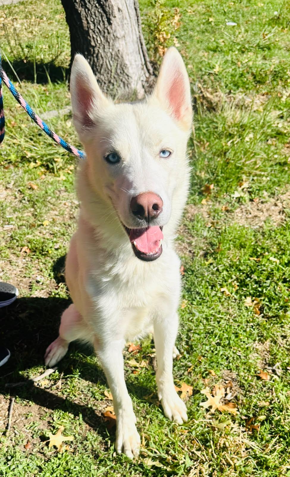 Gronk, a Adoptable Siberian Husky image 1/6