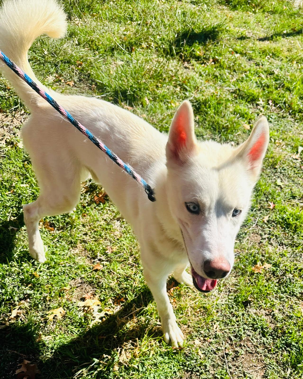 Gronk, a Adoptable Siberian Husky image 2/6