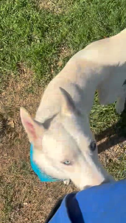 Enlarge Gronk, a Adoptable Siberian Husky in Rocky Point, NY video 6/6