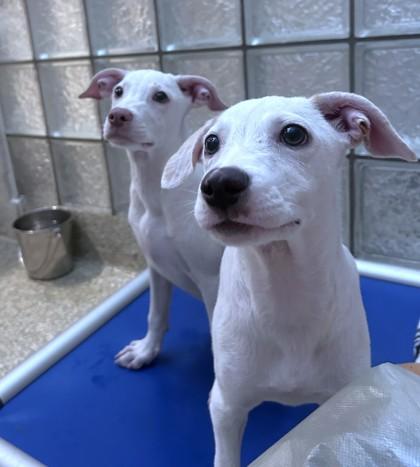 Enlarge Twix, a Adoptable mixed breed in Washington, DC image 1/3