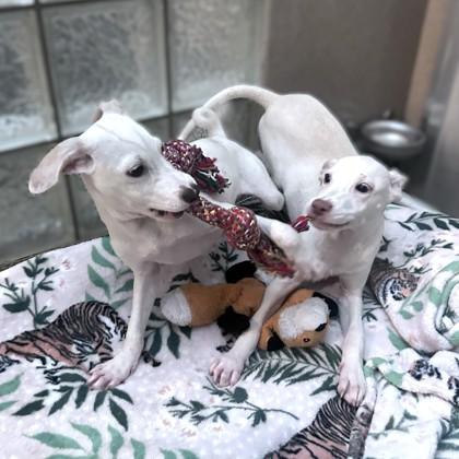 Enlarge Twix, a Adoptable mixed breed in Washington, DC image 2/3