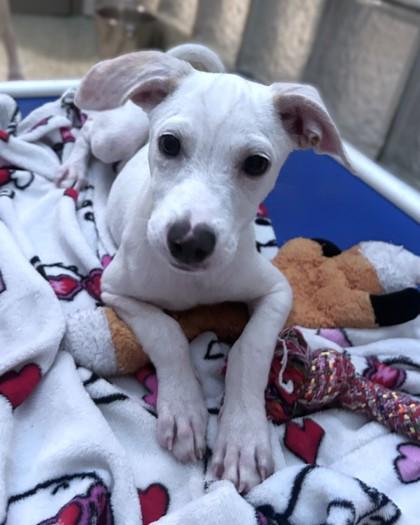 Enlarge Twix, a Adoptable mixed breed in Washington, DC image 3/3