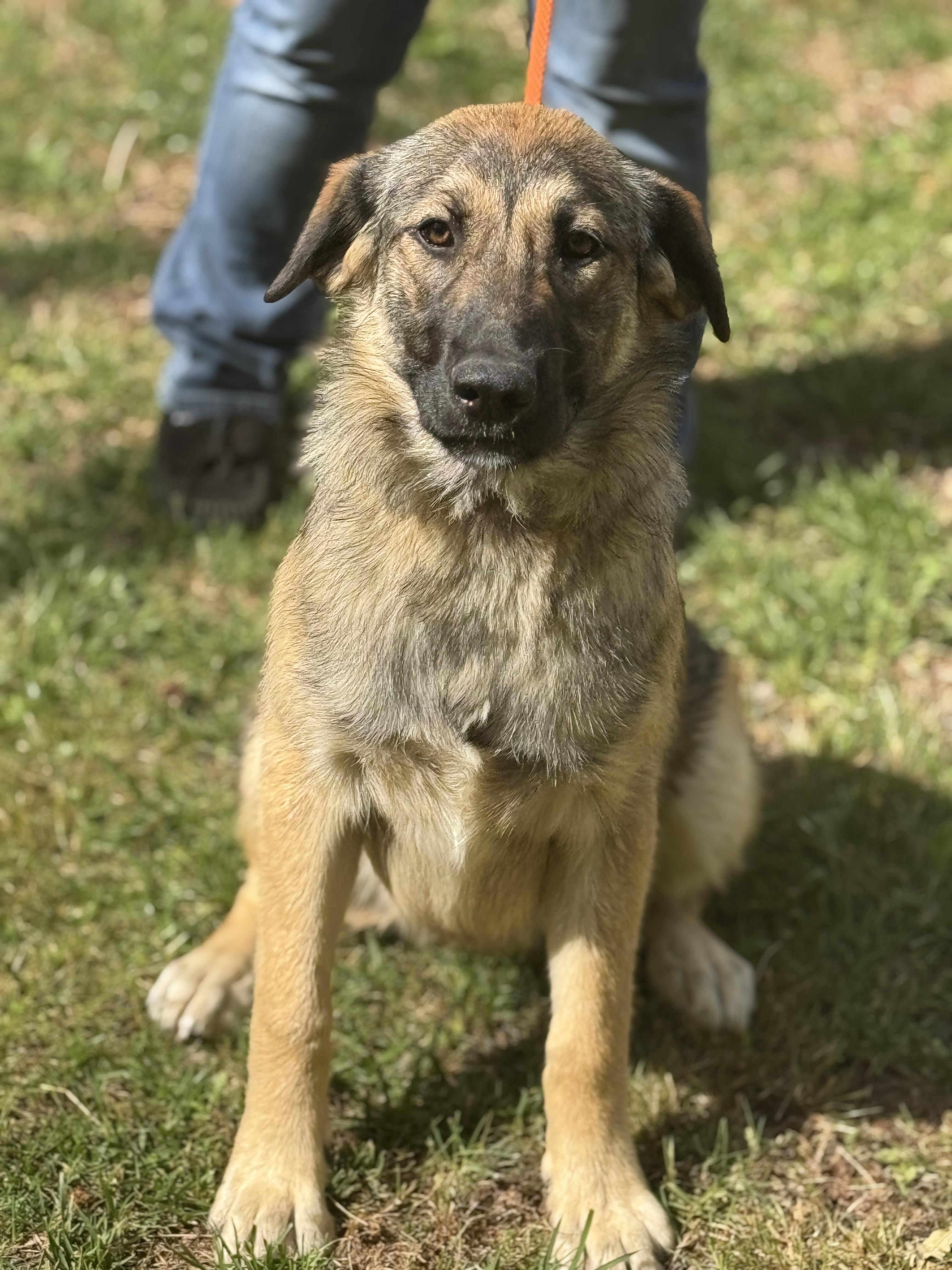 Enlarge Shelby, a ADOPTABLE Shepherd in Richmond, VA image 3/6